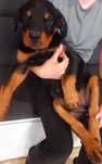 Piesek rottweiler