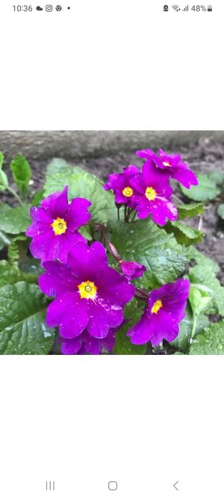 Примула садова, великі поділки