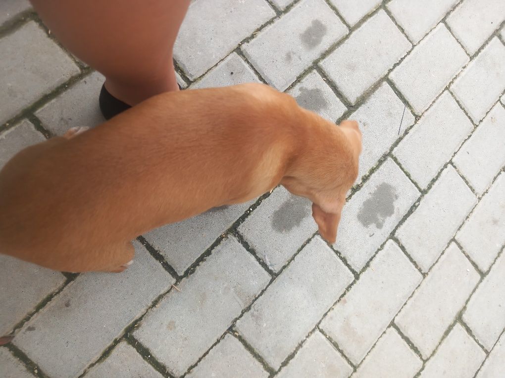 Cão bebe para doação