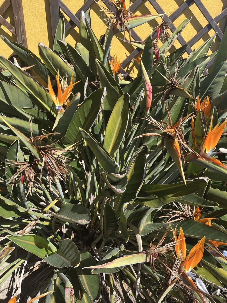 Estrelicias (planta)