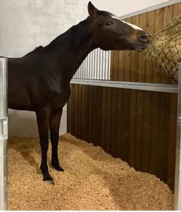 Vendo aparas de madeira