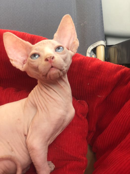 Белоснежные канадики