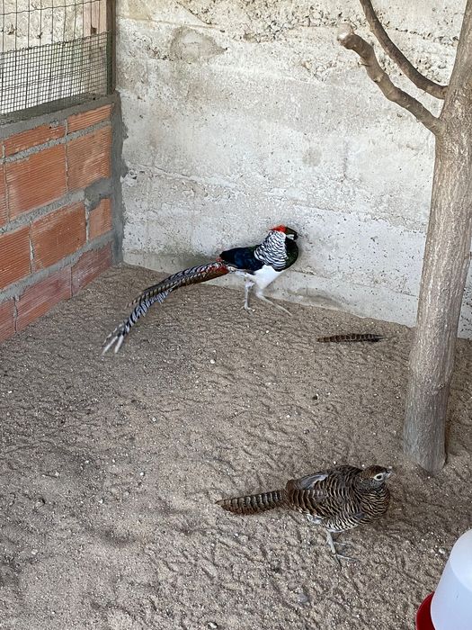 1 macho faisao lady puro