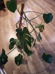 Kwiat    Monstera