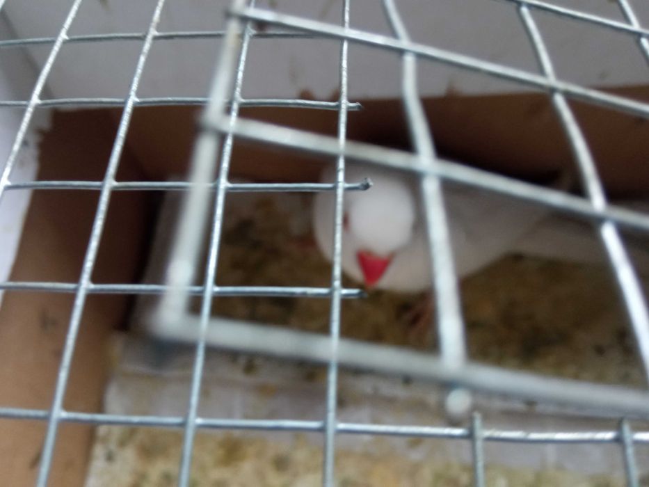 Vendo fêmea rig neck