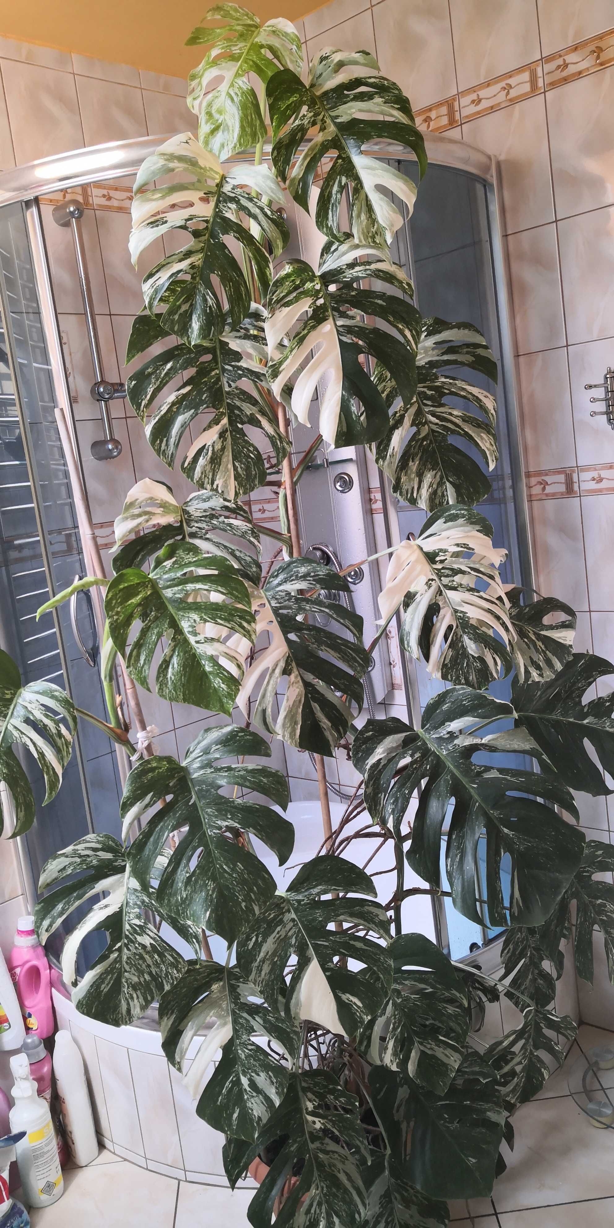 Monstera Deliciosa Variegata