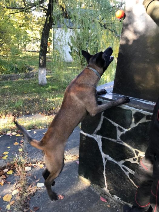 Бельгійська вівчарка