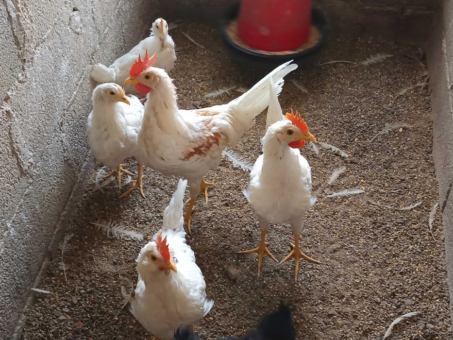 Vendo ou troco galinhas raça leghorn