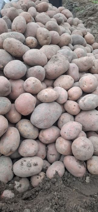 Ziemniaki VINETA i  Balerossa