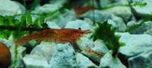 Krewetki Red Cherry Neocaridina
