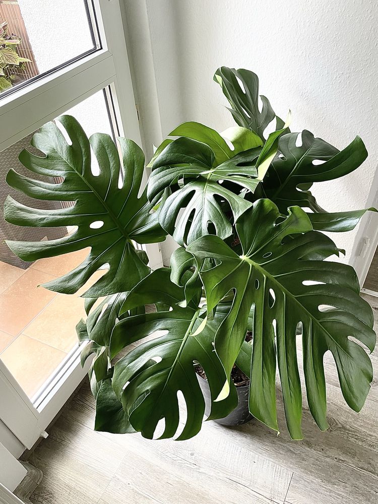 Monstera Deliciosa ( big form )
