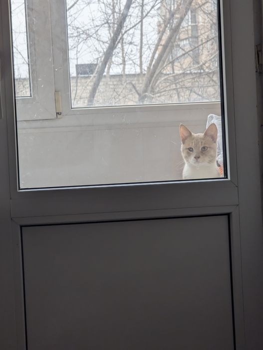 Отдам котика в хорошие руки