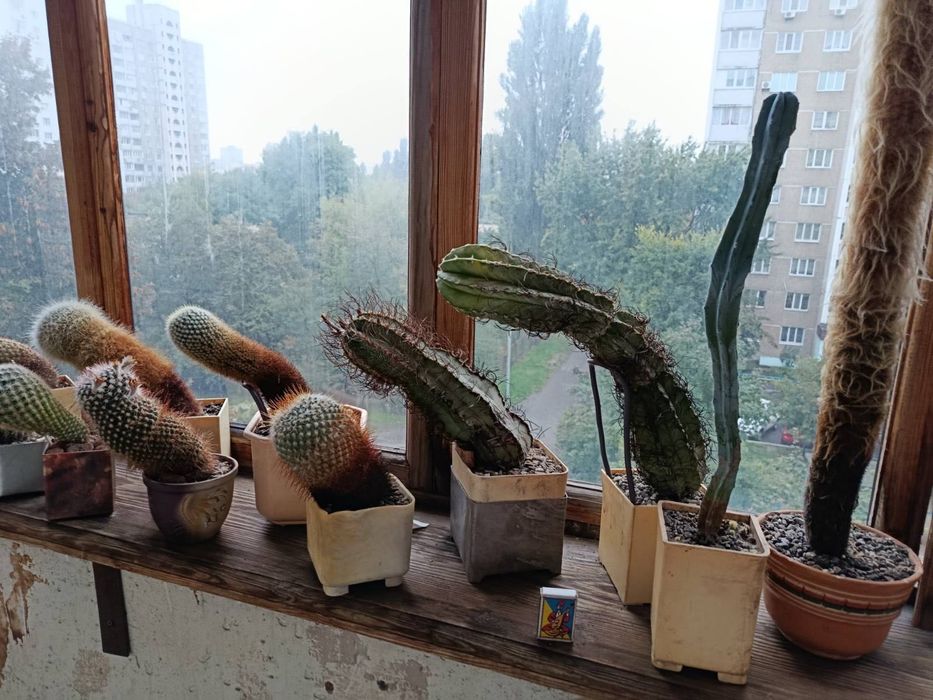 Продам колекцію кактусів (все що залишилося-від маленьких до гігантів)