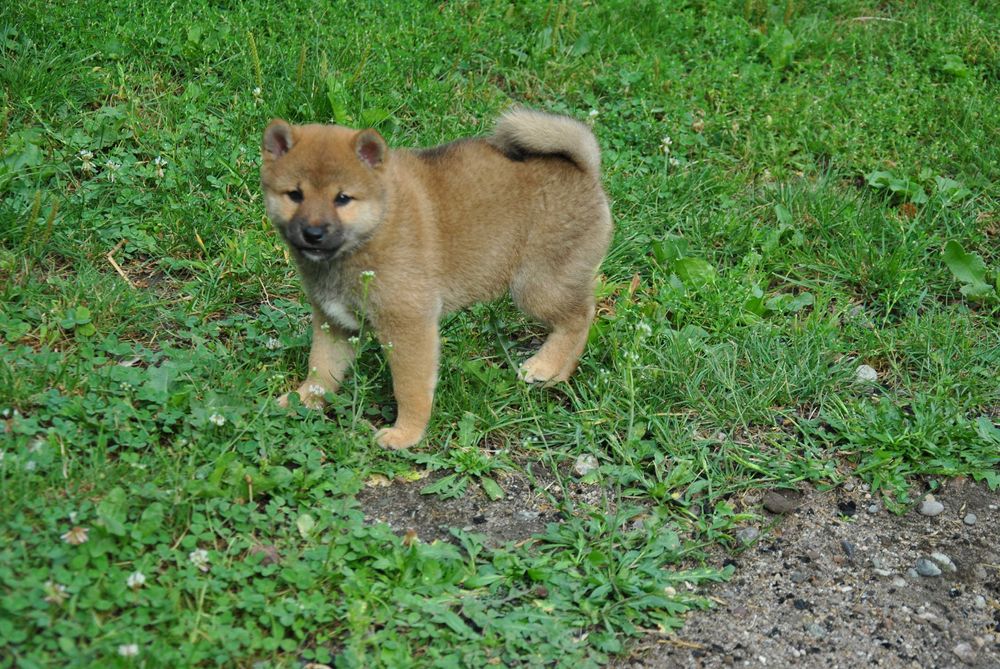 Shiba inu piesek czerwony