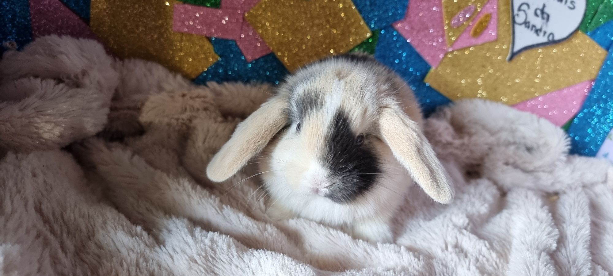 Coelhos anoes mini holandês, mini lop e Fuzzy lop , mini lion