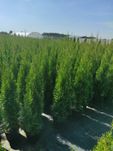Tuja Thuja szmaragd 100cm Transport do klienta
