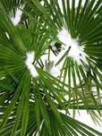 Palma mrozoodporna Trachycarpus fortunei –12°C +GRATIS