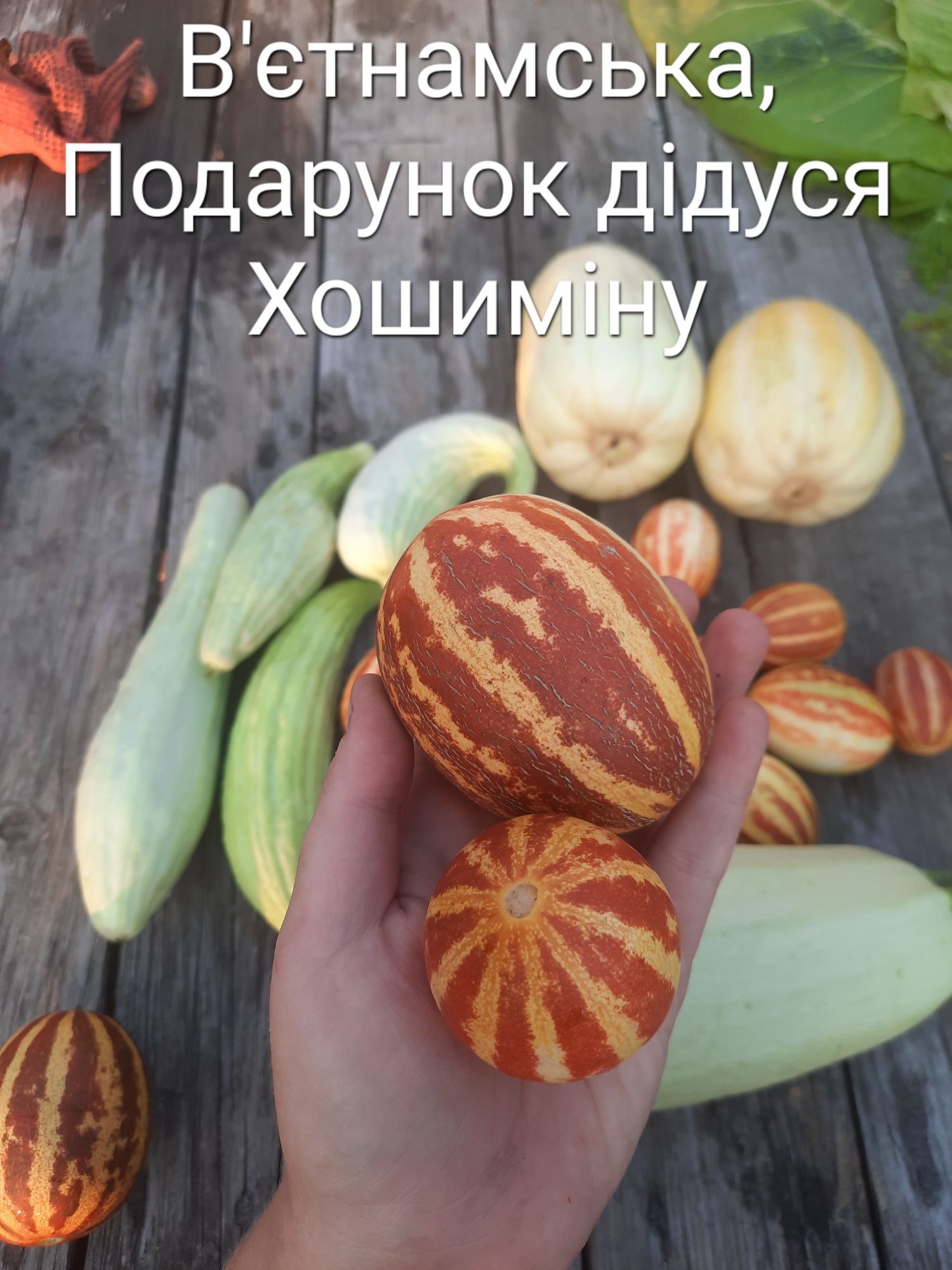 Насіння дині. Диня декоративна.