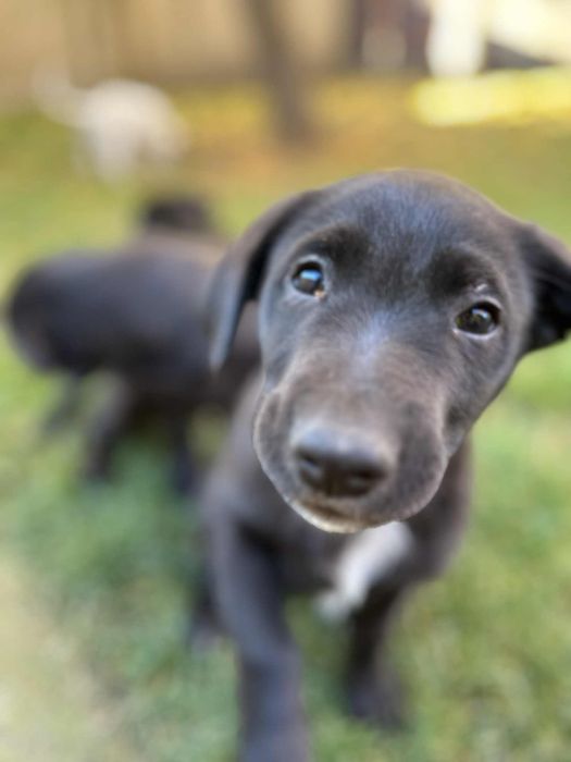 Oddam pieski w dobre ręce mieszane labradory