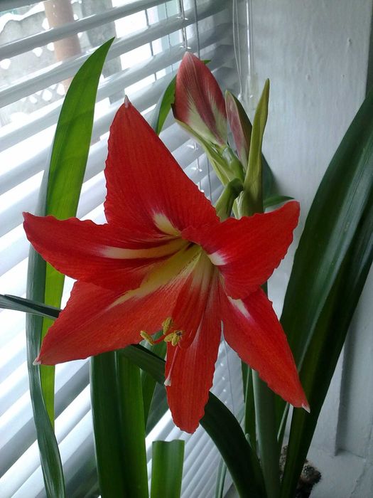 Детка красного гиппеаструма.