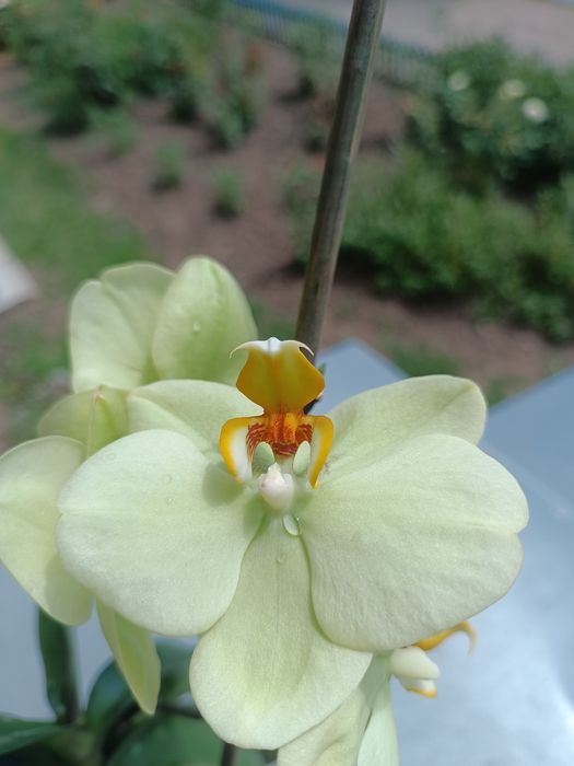 Орхидея лимоновая цветет