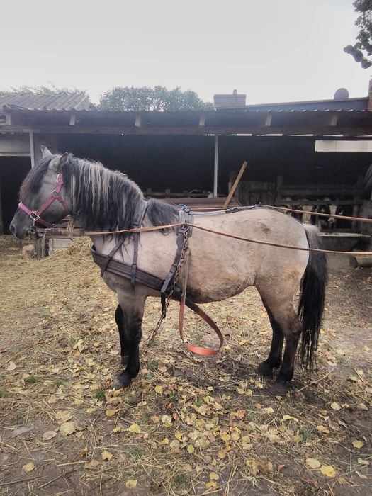 Sprzedam klacz konika polskiego