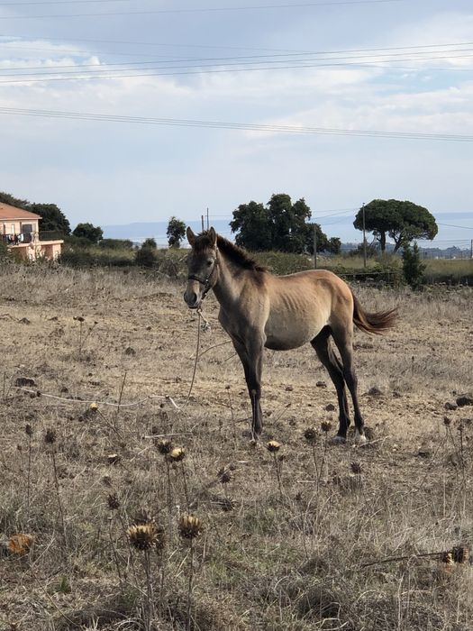 Cavalo lusitanos puro