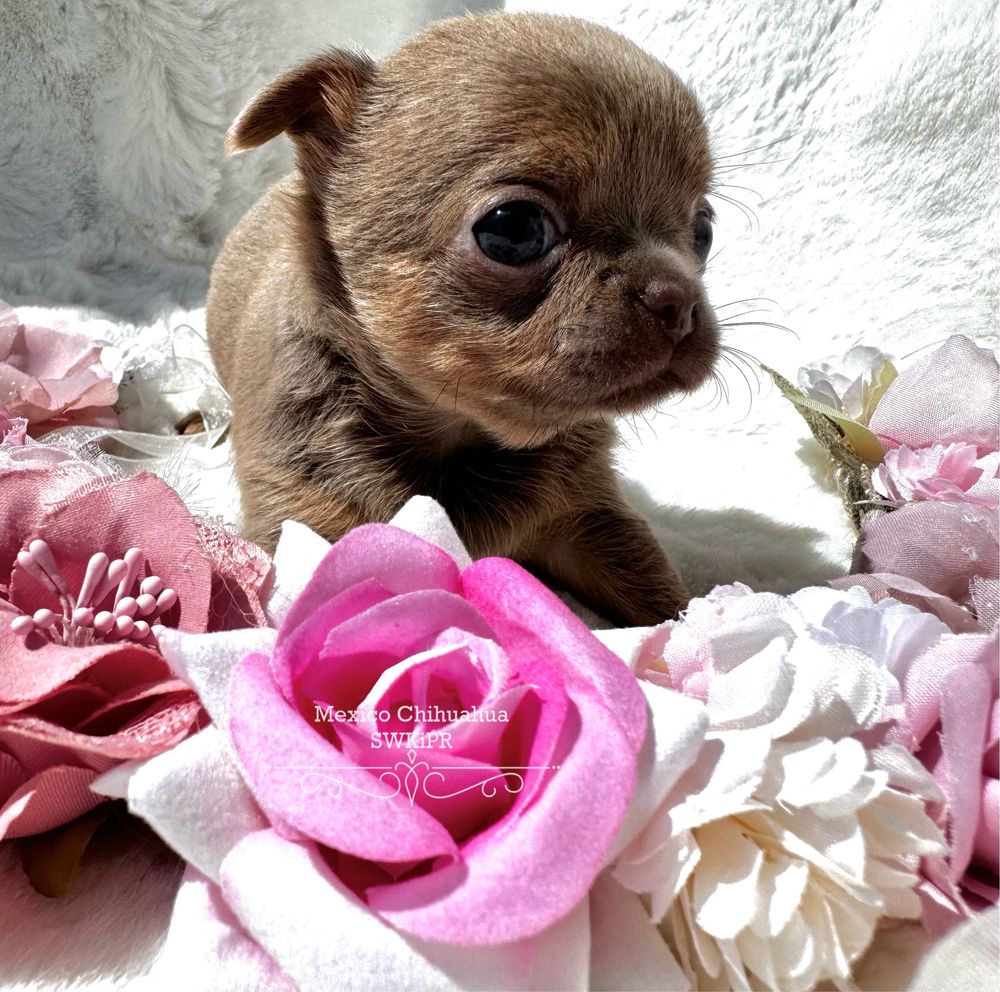 Chihuahua dziewczynka