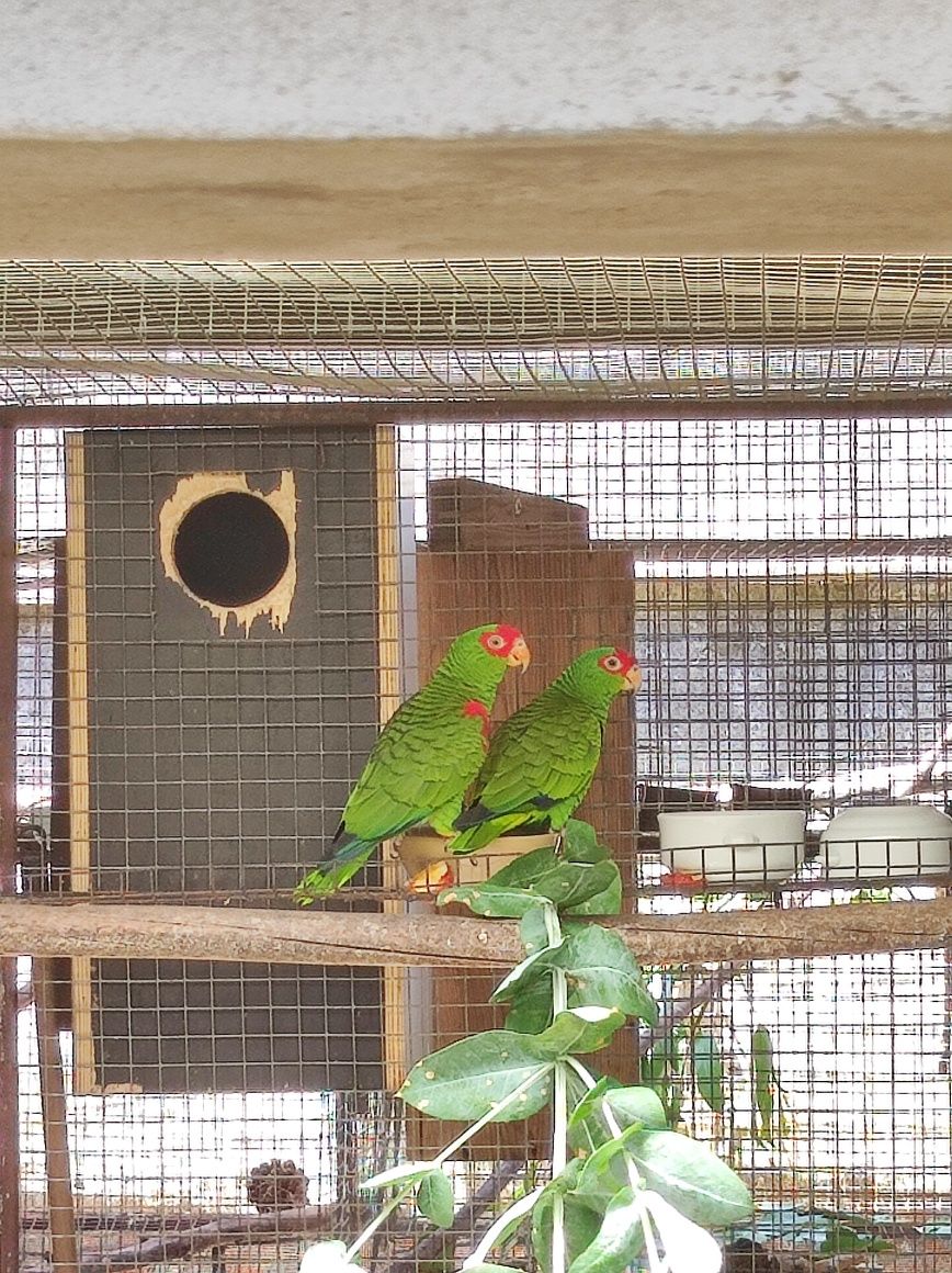Amazonas Petrei.
