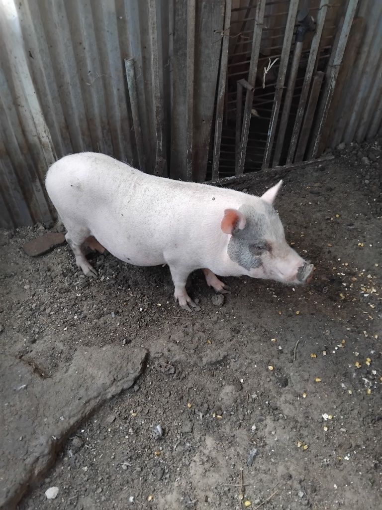 Porca vietnamita
