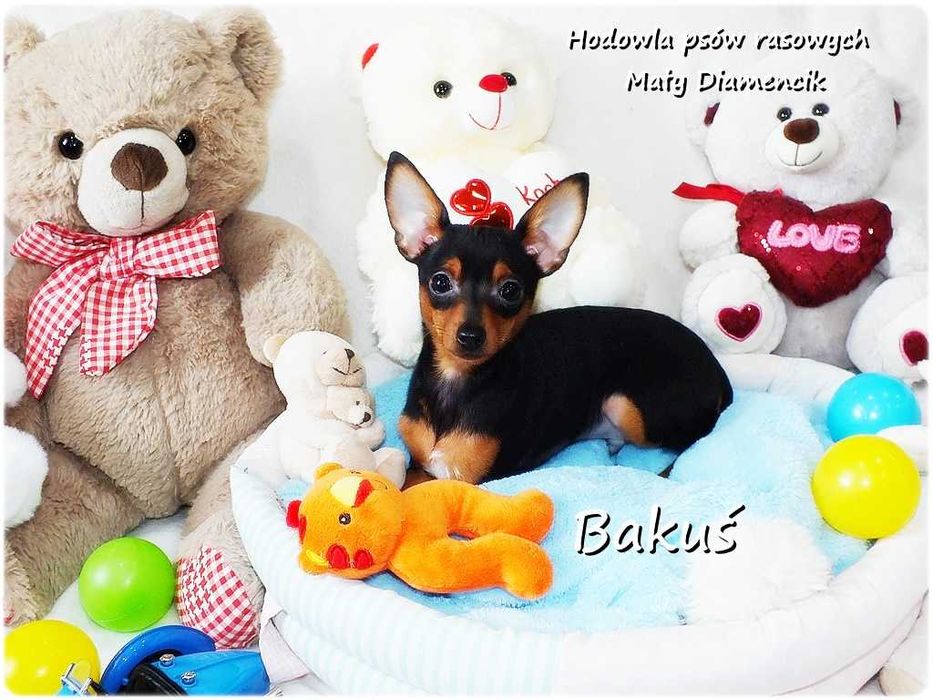 Mały Piesek BAKUŚ Ratlerek /sarenka Pinczer miniaturowy 5m-cy Rodowód
