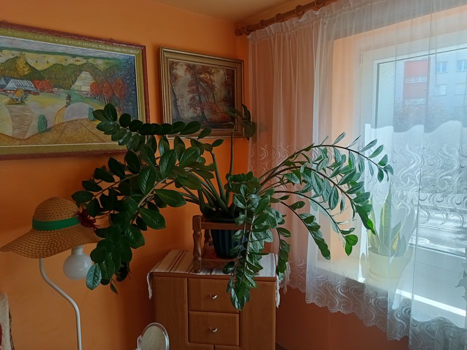 Kwiat donniczkowy.Zamiokulkas.