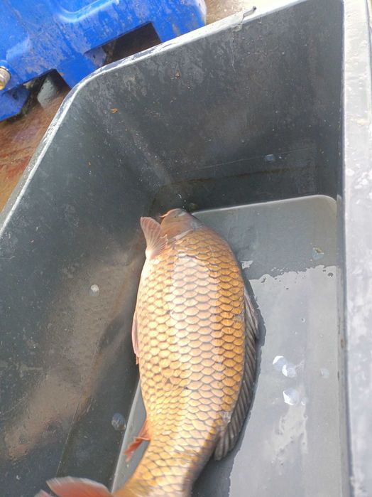 Pstrag,Karp,pstrag łososiowaty ,jesiotr