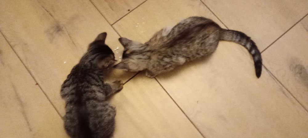 Kociaki do oddania w dobre ręce
