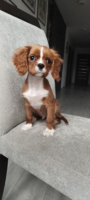 Do odbioru -Samiec cavalier king charles spaniel