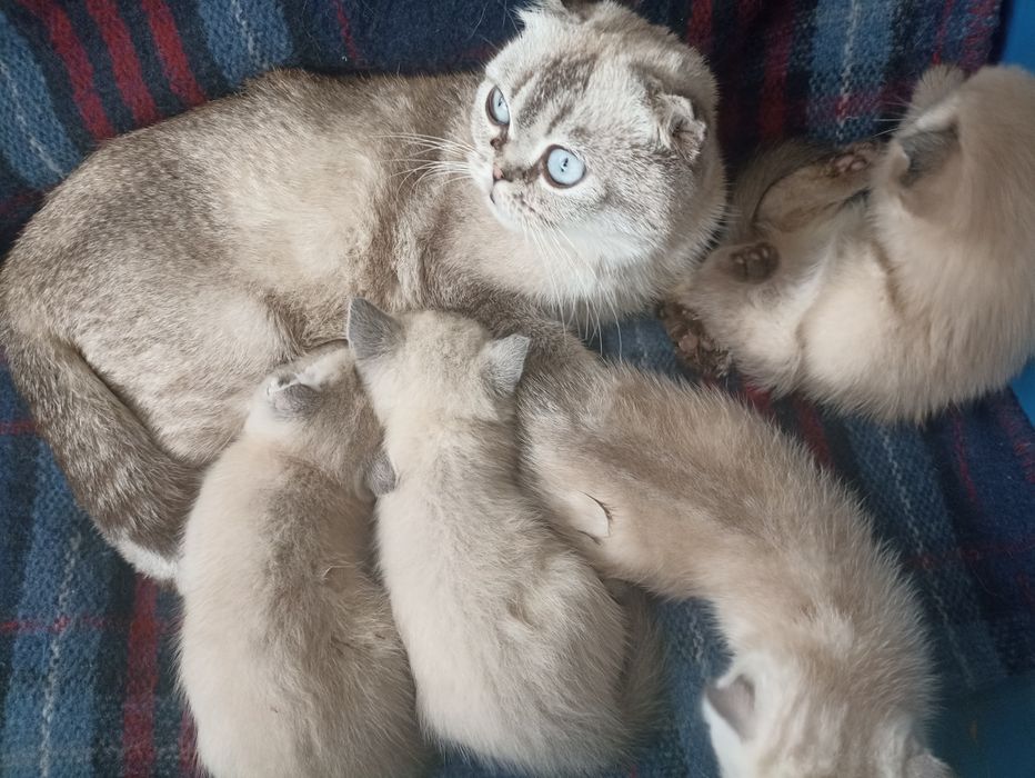 Чистокровні шотландські кошенята