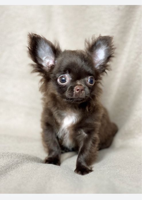 Хлопчик чихуахуа міні мікро