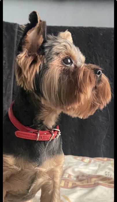 Бронювання останьгого хлопчика йоркширського тойтерєра