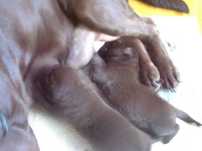 labrador retriever  czekoladowa