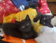 Британский котёнок.Кошенята.Продам.