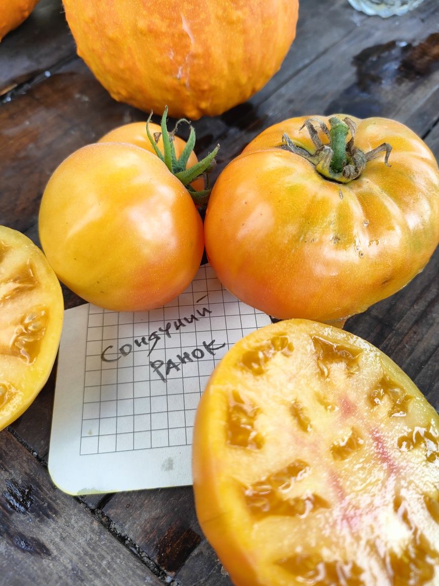 Набір насіння томатів колекційних