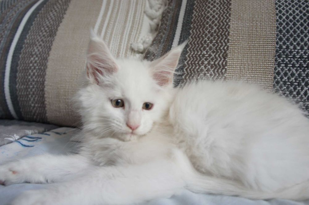Maine Coon -ds12 -szynszyla - najchętniej do hodowli