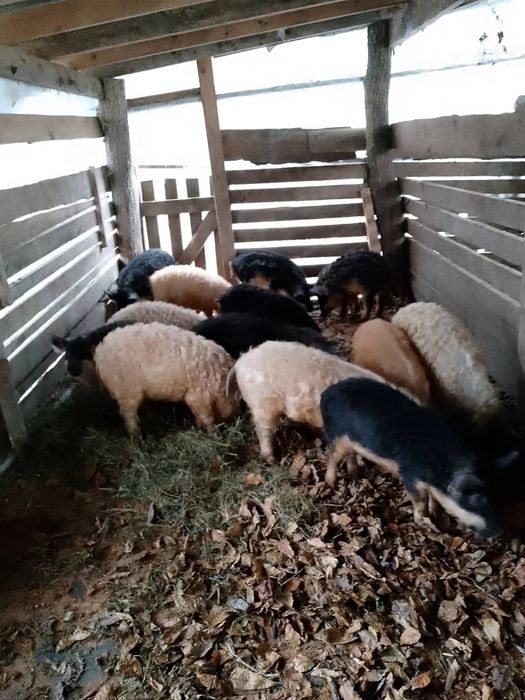 Венгерська мангалиця поросята домашні