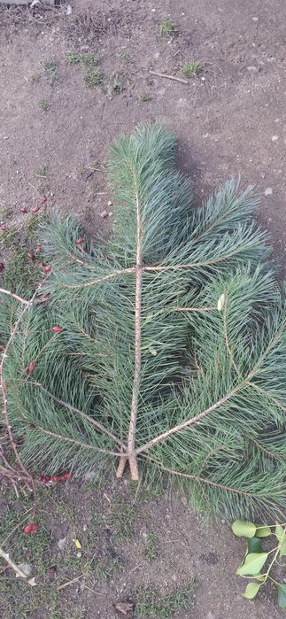 Galezie sosny pospolitej