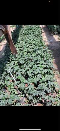 Sadzonki pomidorów bio ogórków i innych warzyw