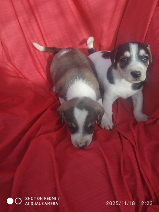 Малыши Джек расселы