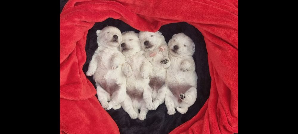 West Highland White Terrier- suczka