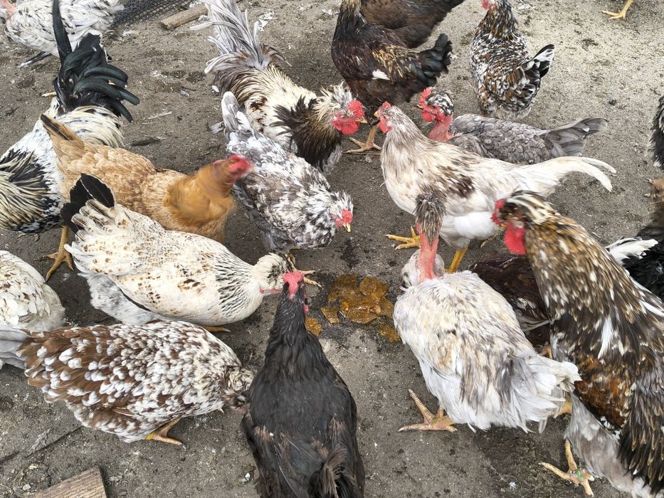 Jaja legowe czubate, lokowane ,gołoszyjki