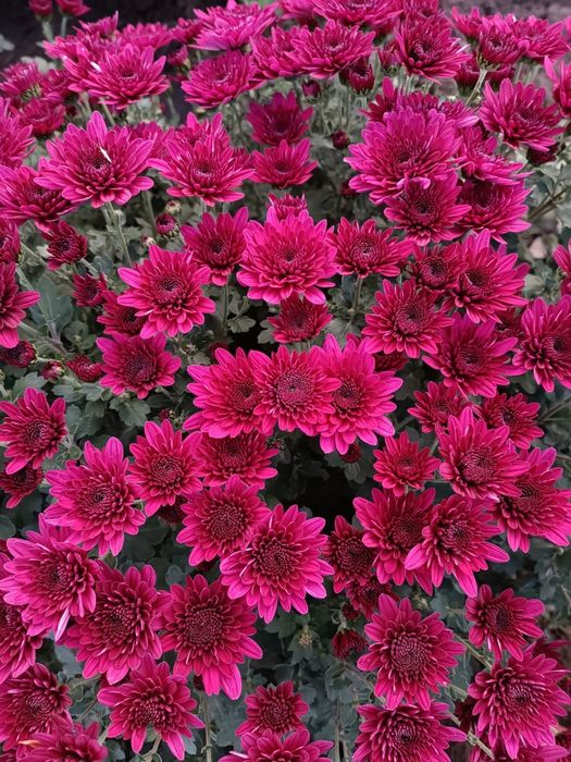 Розпродаж!!! Хризантема мультифлора, маточники