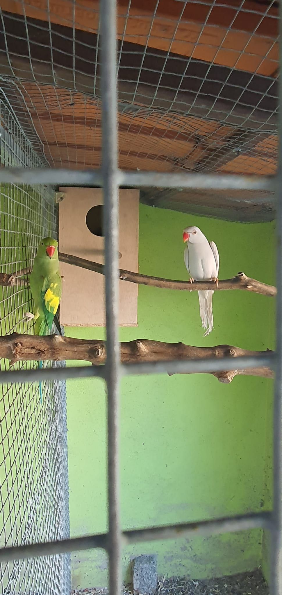 Lote de Ring Neck
